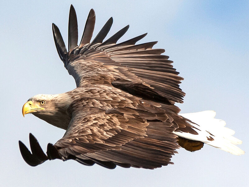 Ein Seeadler fliegt und hat den Kopf zum Betrachter geneigt. Ein Seeadler fliegt und hat den Kopf zum Betrachter geneigt.
