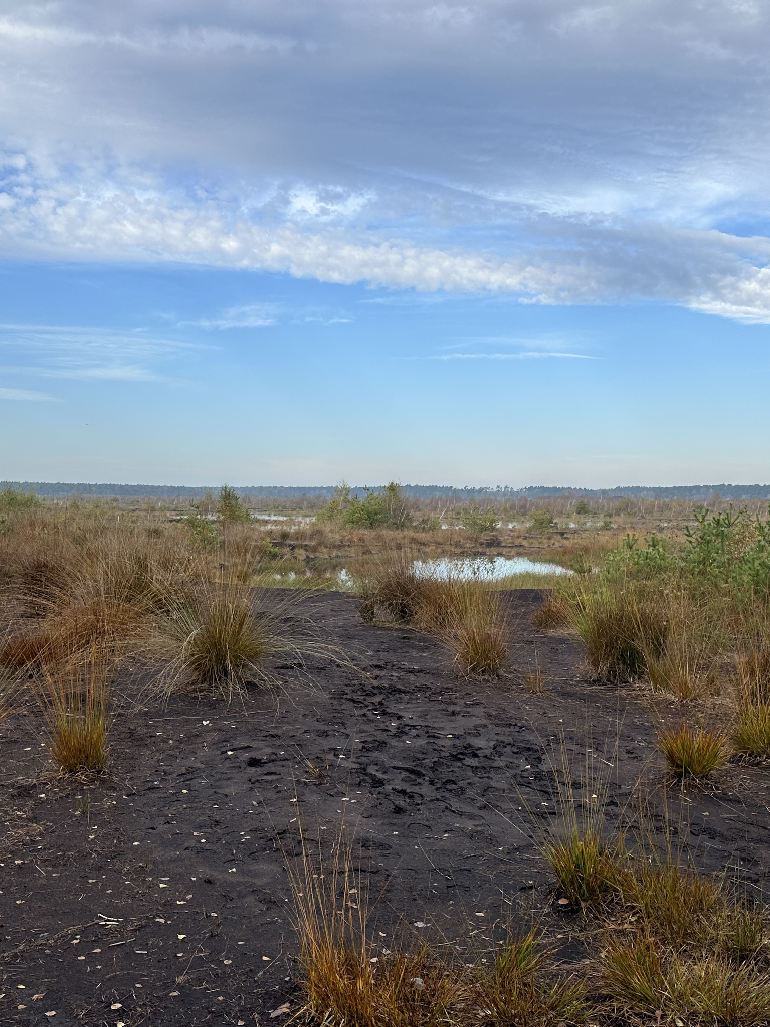 Blick &uuml;ber eine Moorlandschaft zum Horizont mit blauem Himmel und wenigen Wolken.