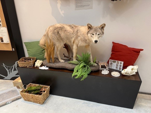 Präparierter Wolf in einer Ausstellung