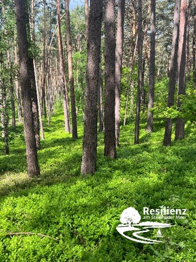 Blick in einen Wald