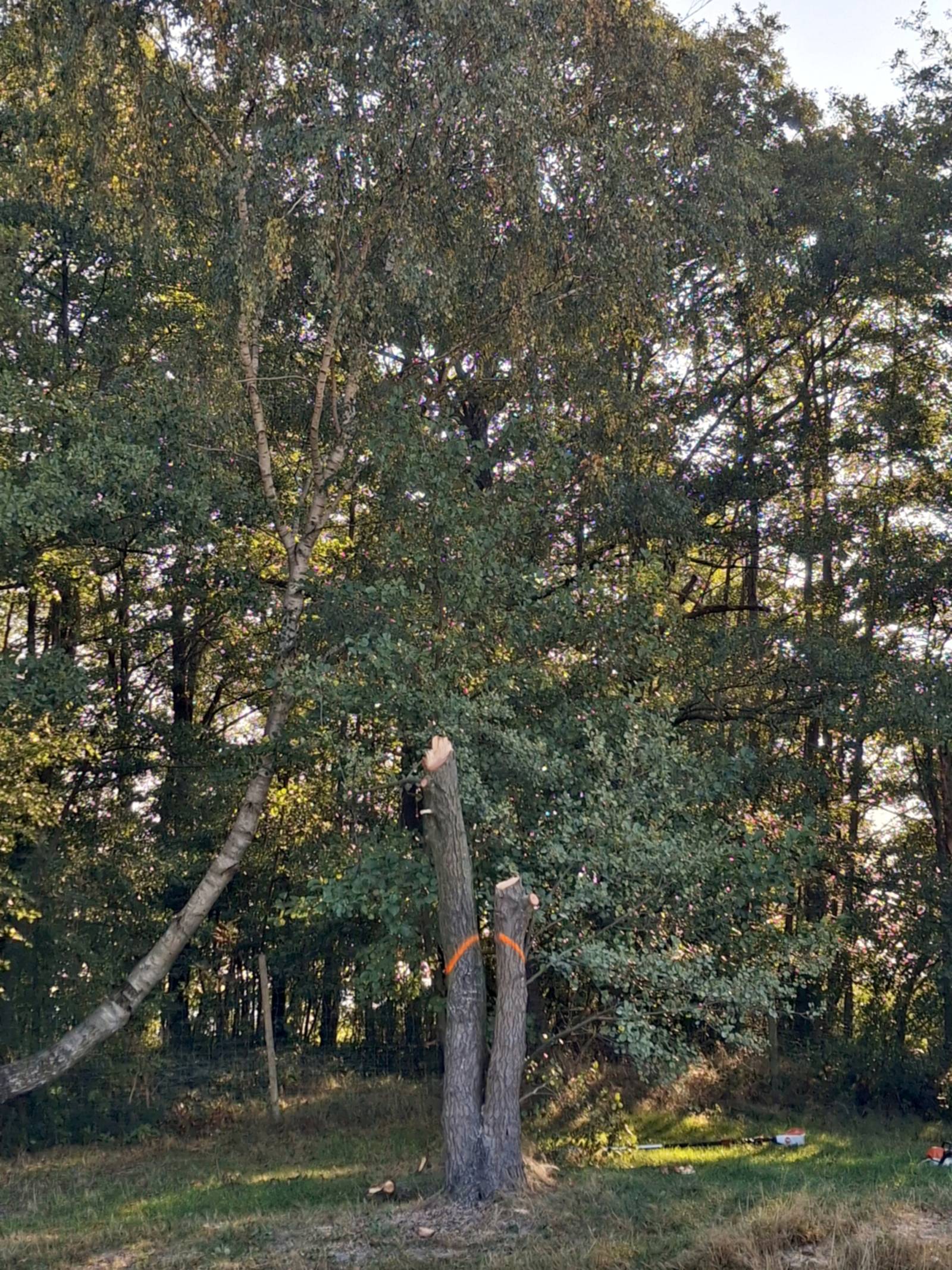 Nach einer Baumfällung sind zwei hohe Stümpfe ohne Äste übrig geblieben und ragen mit den Wurzeln in den Boden.