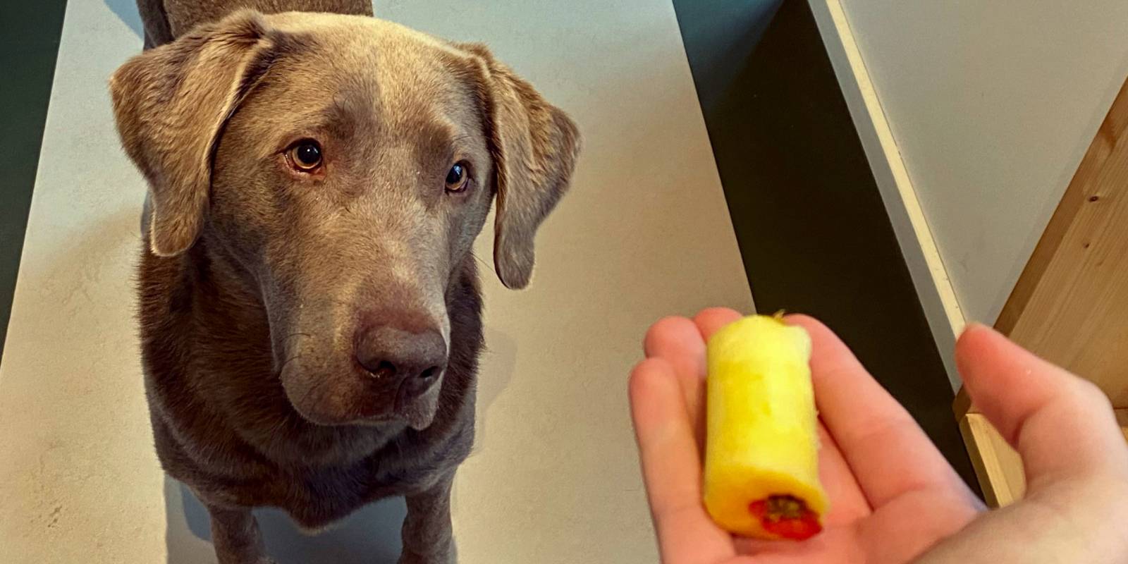 Ein Hund schaut auf eine Hand, in der Hand ist das Kerngehäuse eines Apfels.