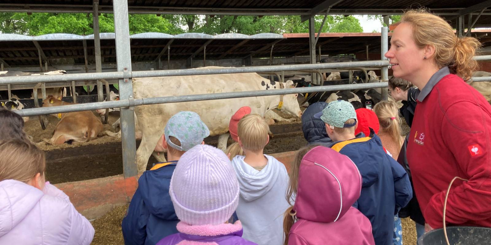 Kinder schauen in einem Stall auf Kühe.