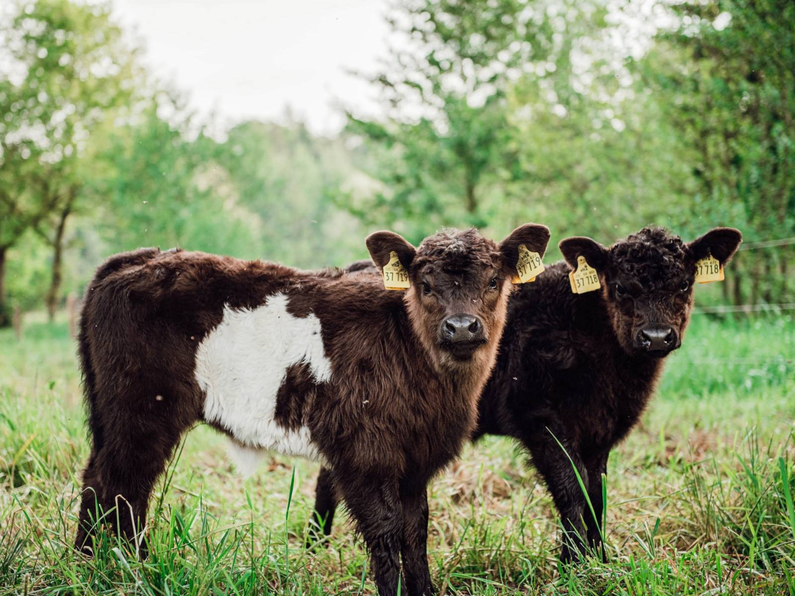 Zwei Galloway-Jungtiere stehen auf einer Weide