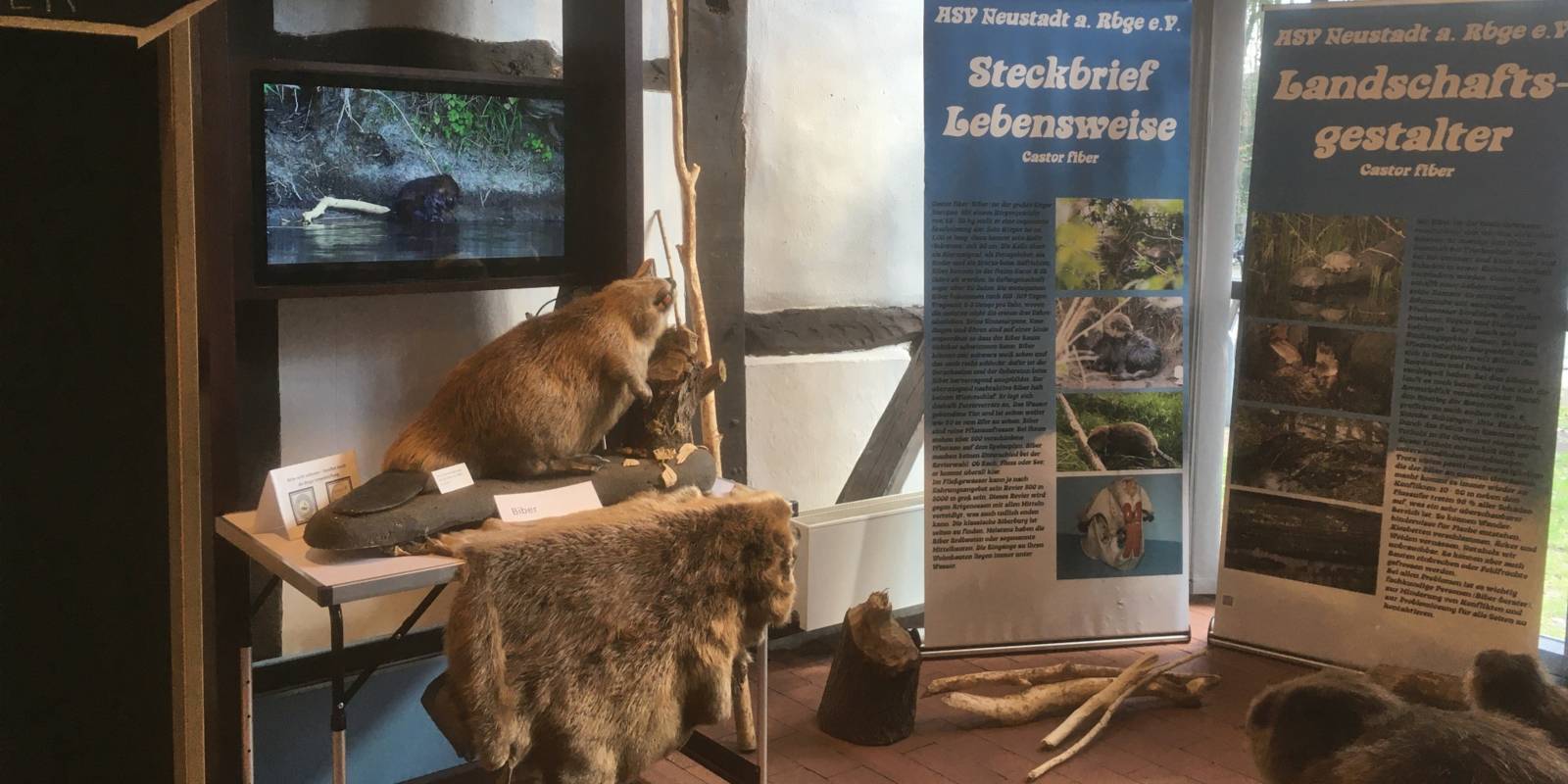 Blick auf eine Ausstellungsfläche mit Bibern und Medien zum Biber.
