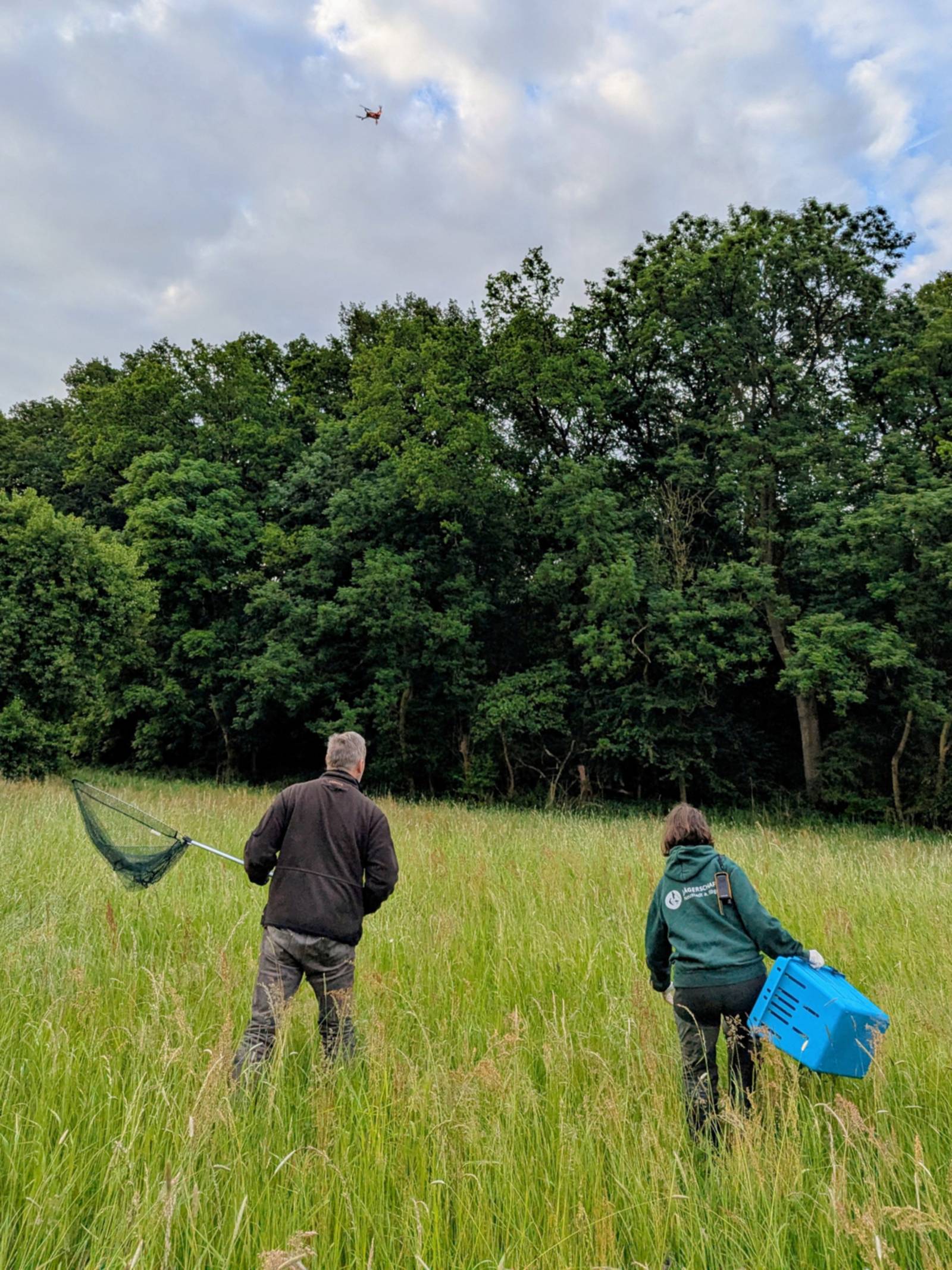 Zwei Personen gehen über eine Wiese mit hohem Gras, sie halten einen großen Kescher und eine Transportkiste. Über ihnen schwebt eine Drohne.