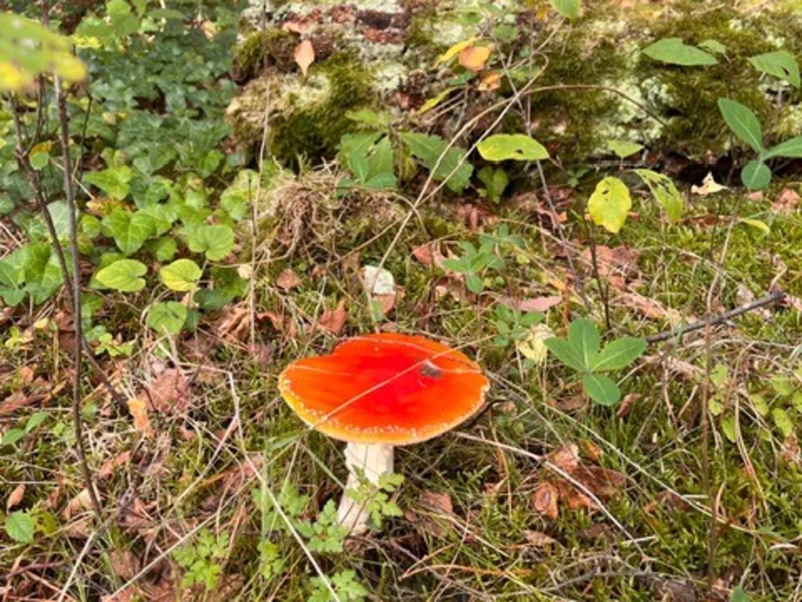 Ein Pilz mit roter Kappe w&auml;chst zwischen Laub und Gras