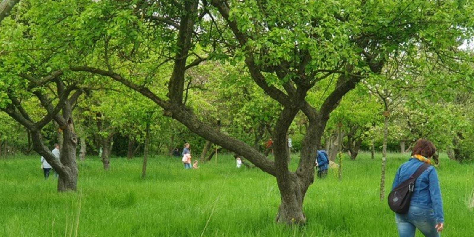 Obstbäume wachsen auf einer Wiese mit hohem Gras, dazwischen schreiten Menschen.