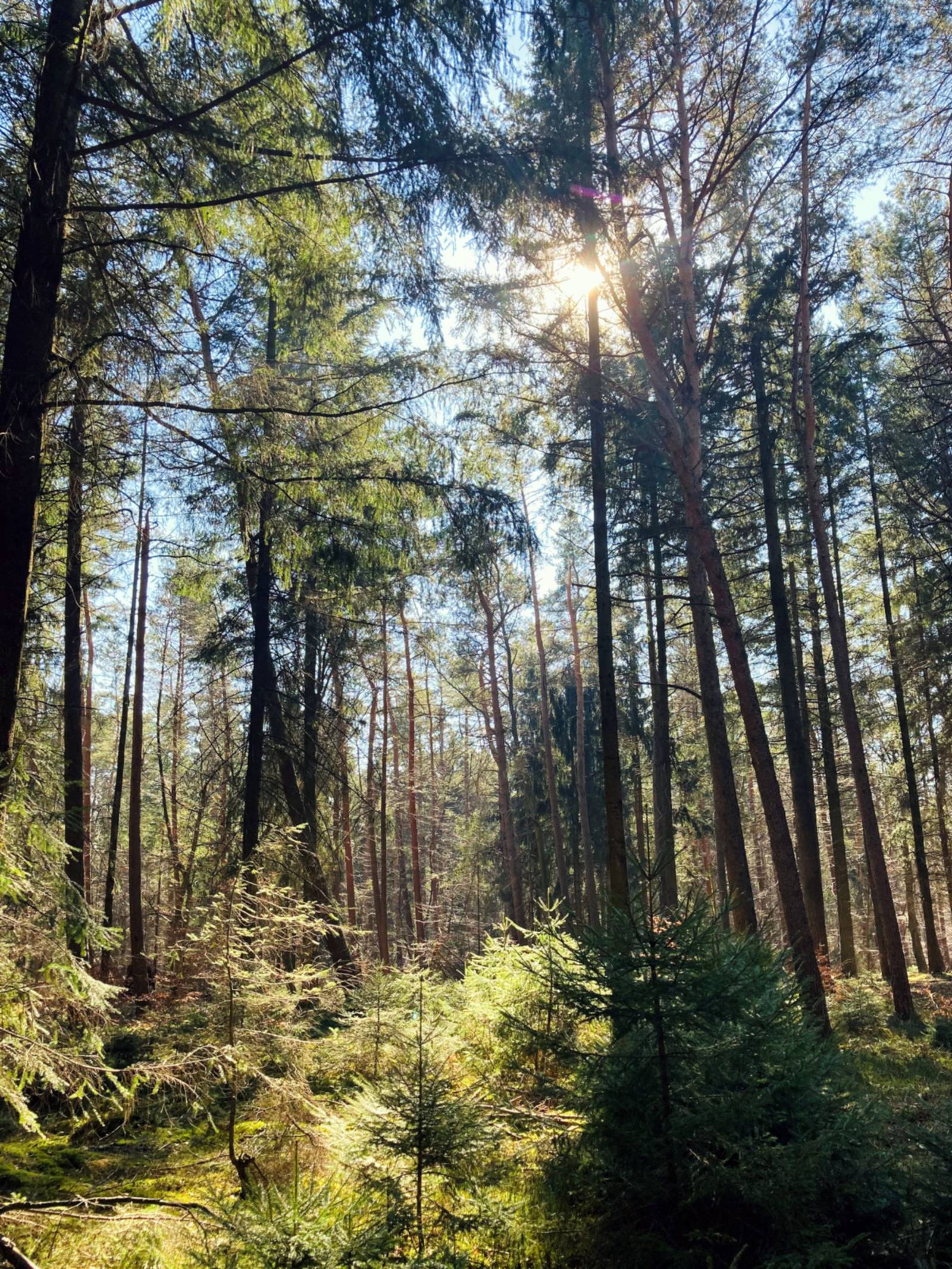 Durch Baumkronen hindurch scheint die Sonne auf Waldboden.