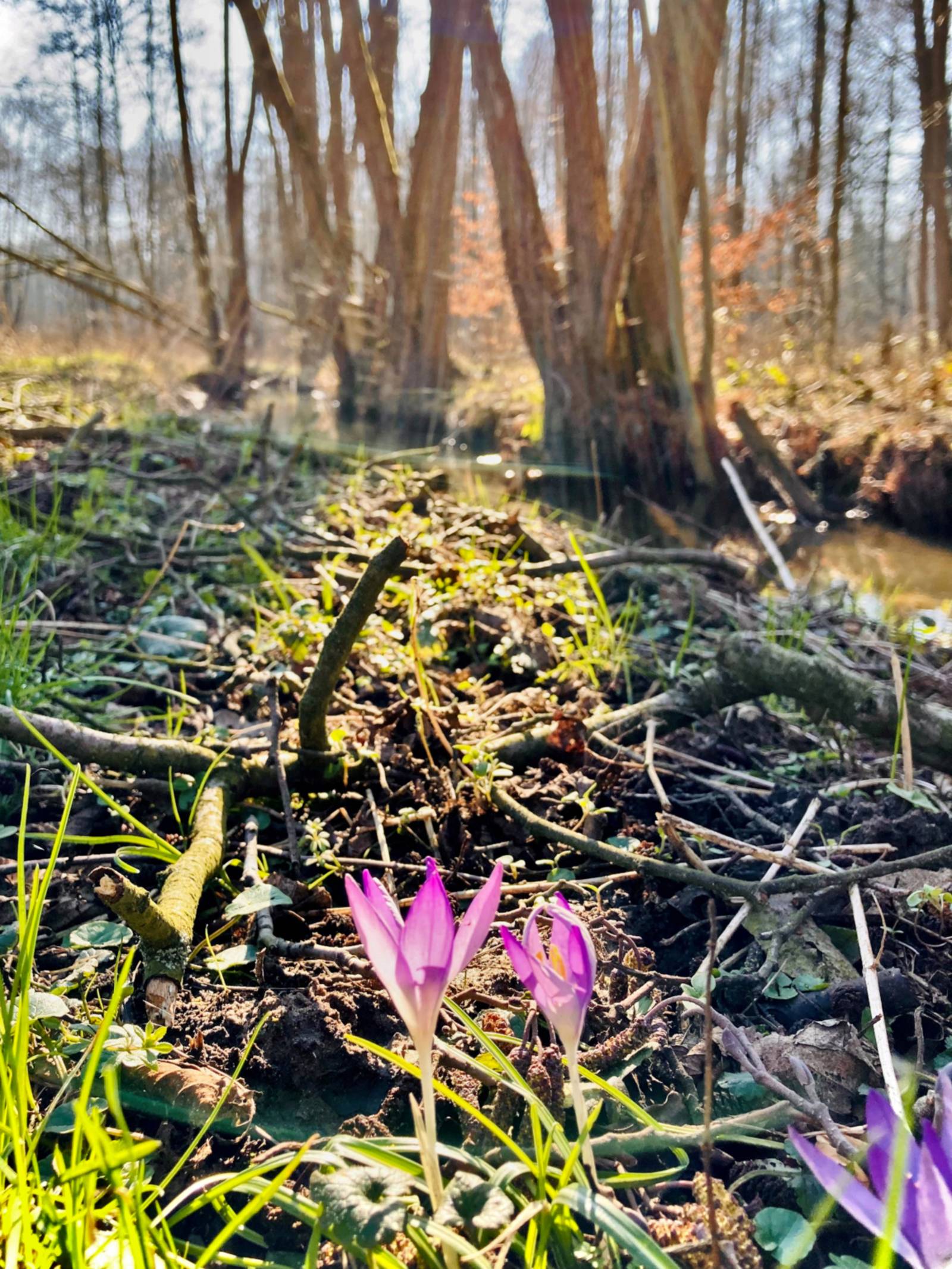 Erste Frühlingsboten blühen auf dem Waldboden, der nach dem Winter langsam wieder grünt. Im Hintergrund ist ein kleines Fließgewässer.