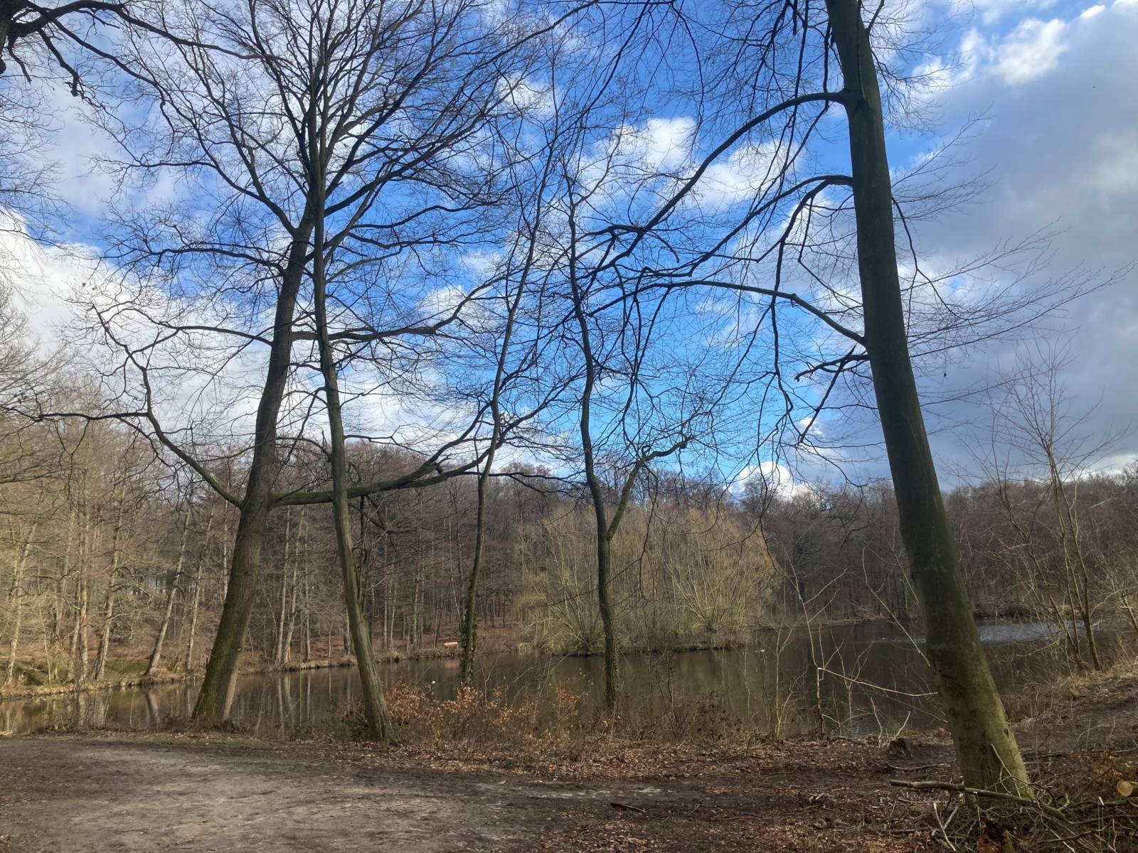 Bäume wachsen am Ufer eines mittelgroßen Gewässers.
