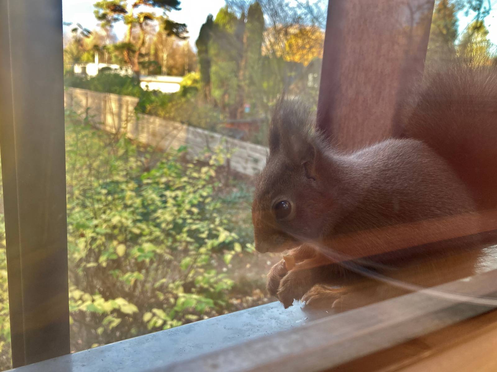 Ein Eichhörnchen hockt von außen vor einem Fenster.