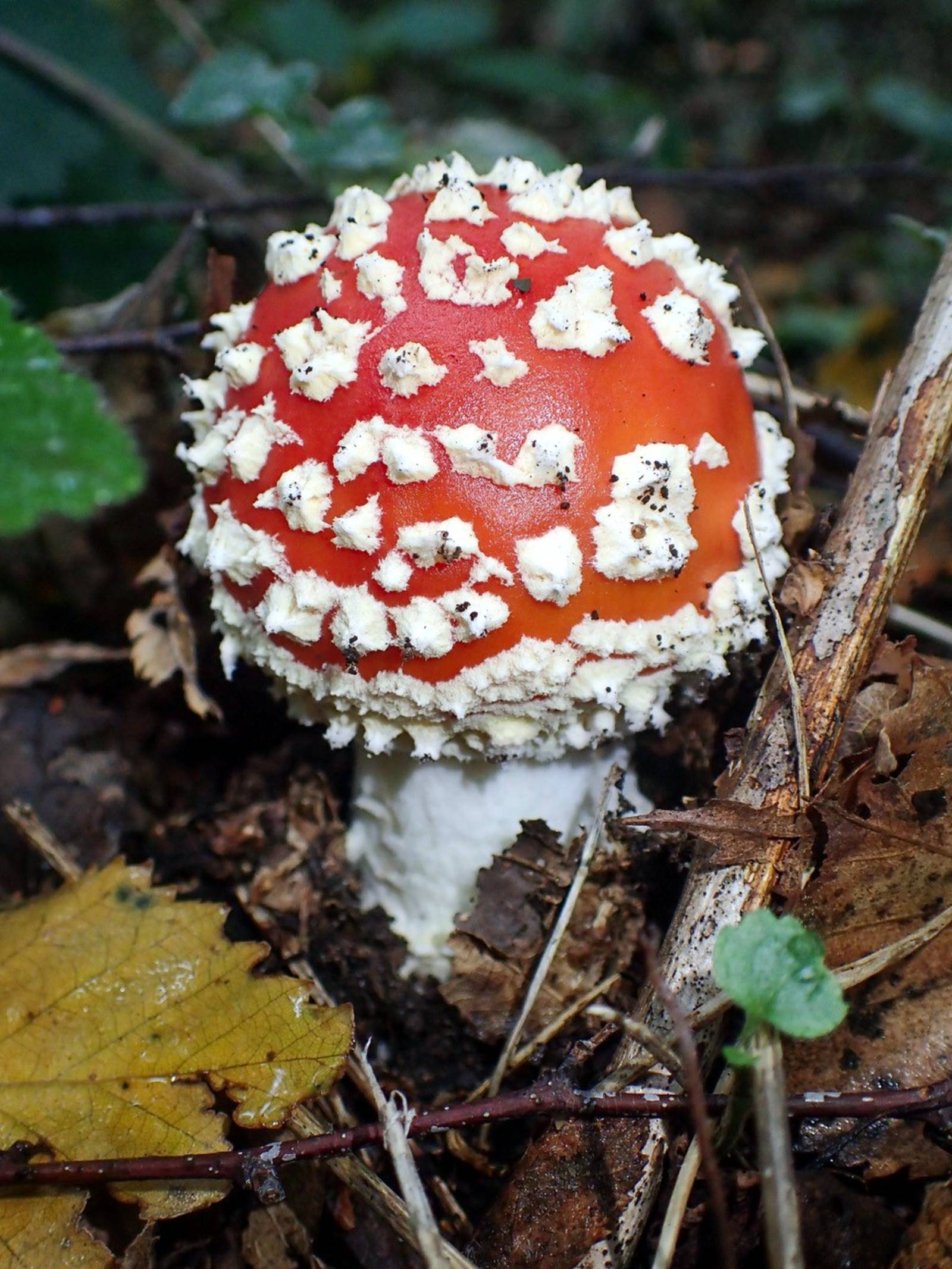 Fliegenpilz auf Waldboden: Ein Pilz mit weißem Stil, roter Kappe und weißen Sprenkeln auf der Kappe erhebt sich über dem Waldboden