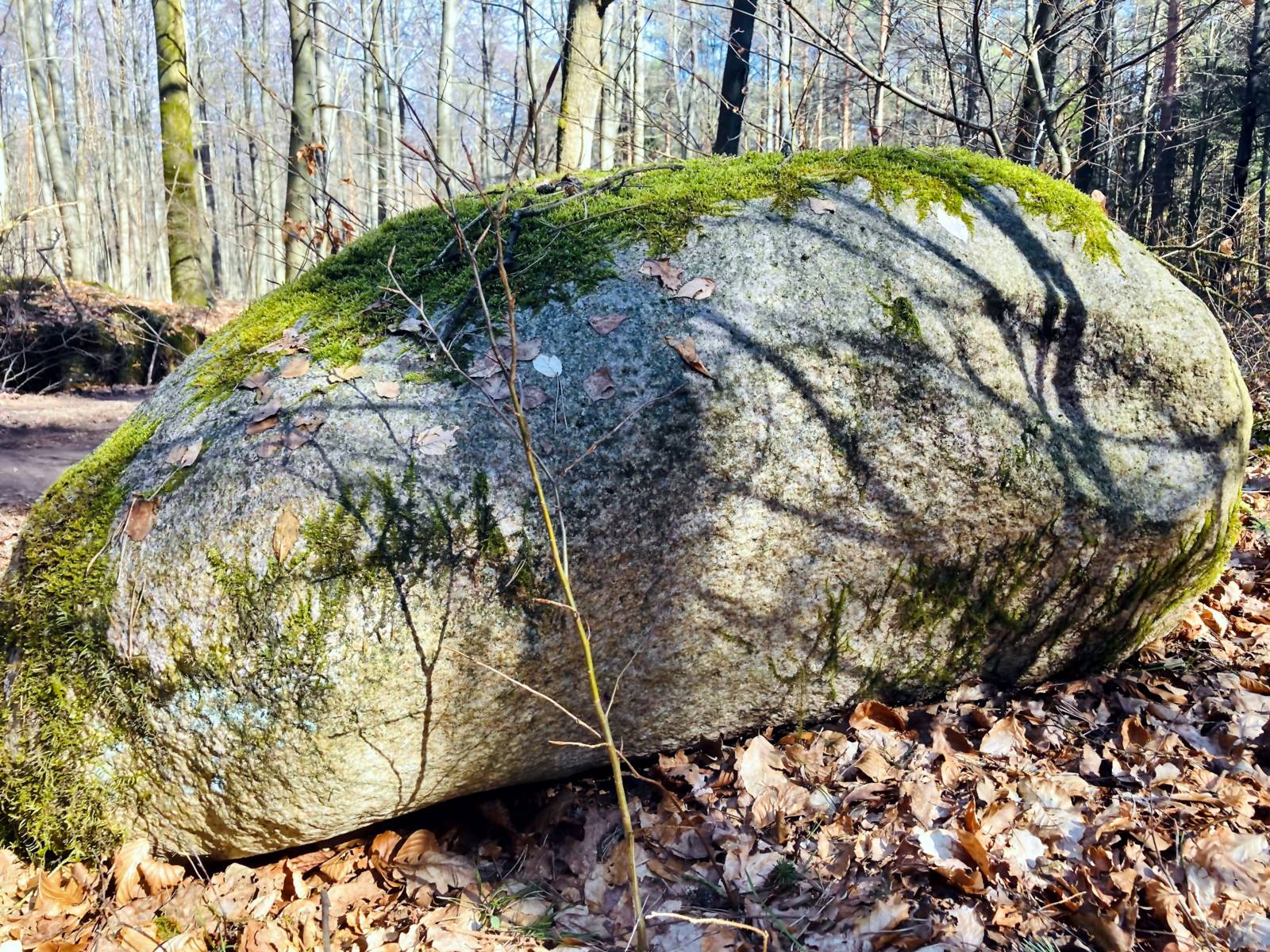 Ein gewaltiger Stein liegt auf dem Waldboden. Die Oberseite des Steins ist von Moos überwachsen.