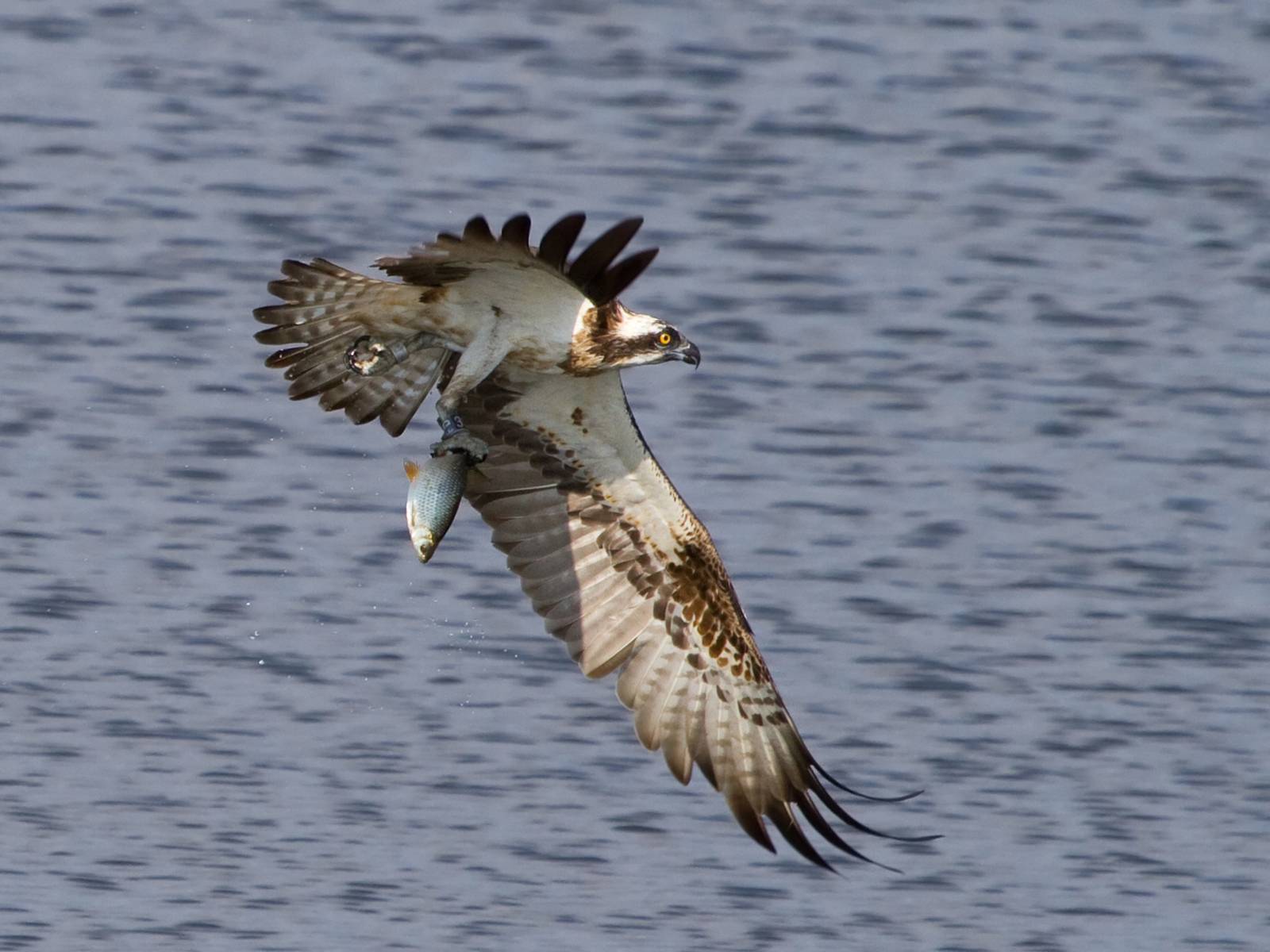 Ein Fischadler fliegt mit weit ausgebreiteten Flügeln über eine Wasserfläche, in der rechten Kralle ist ein frischer Fisch.