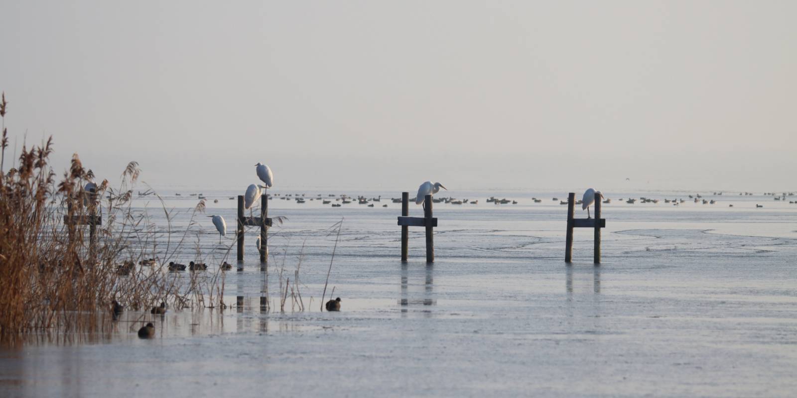 Verschiedene Wasservögel am Ufer des Steinhuder Meeres.