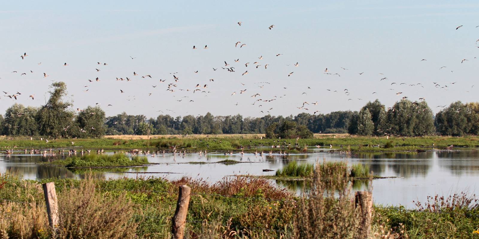 Vögel fliegen über einem Feuchtgebiet mit Gräsern und Wasserflächen oder ruhen auf dem Wasser.