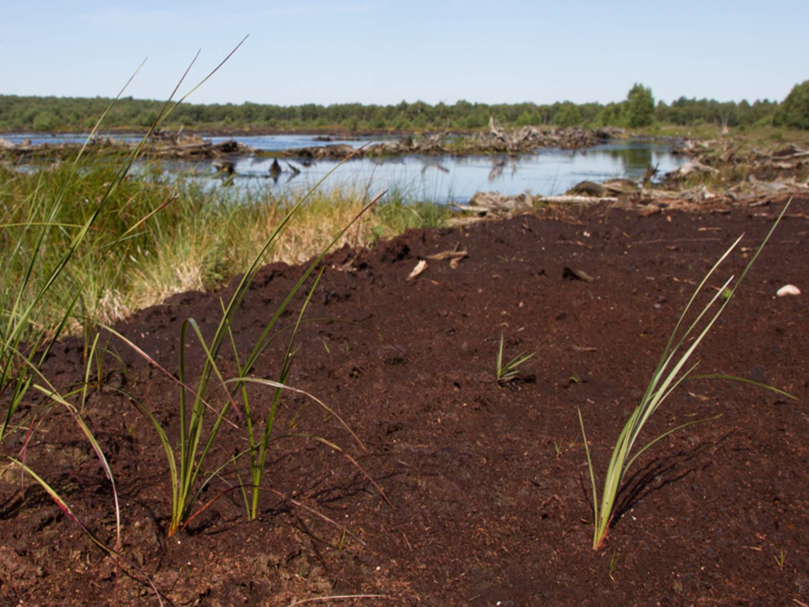 Moorlandschaft mit moorspezifischen Gräsern, der Boden ist feucht und torfhaltig.