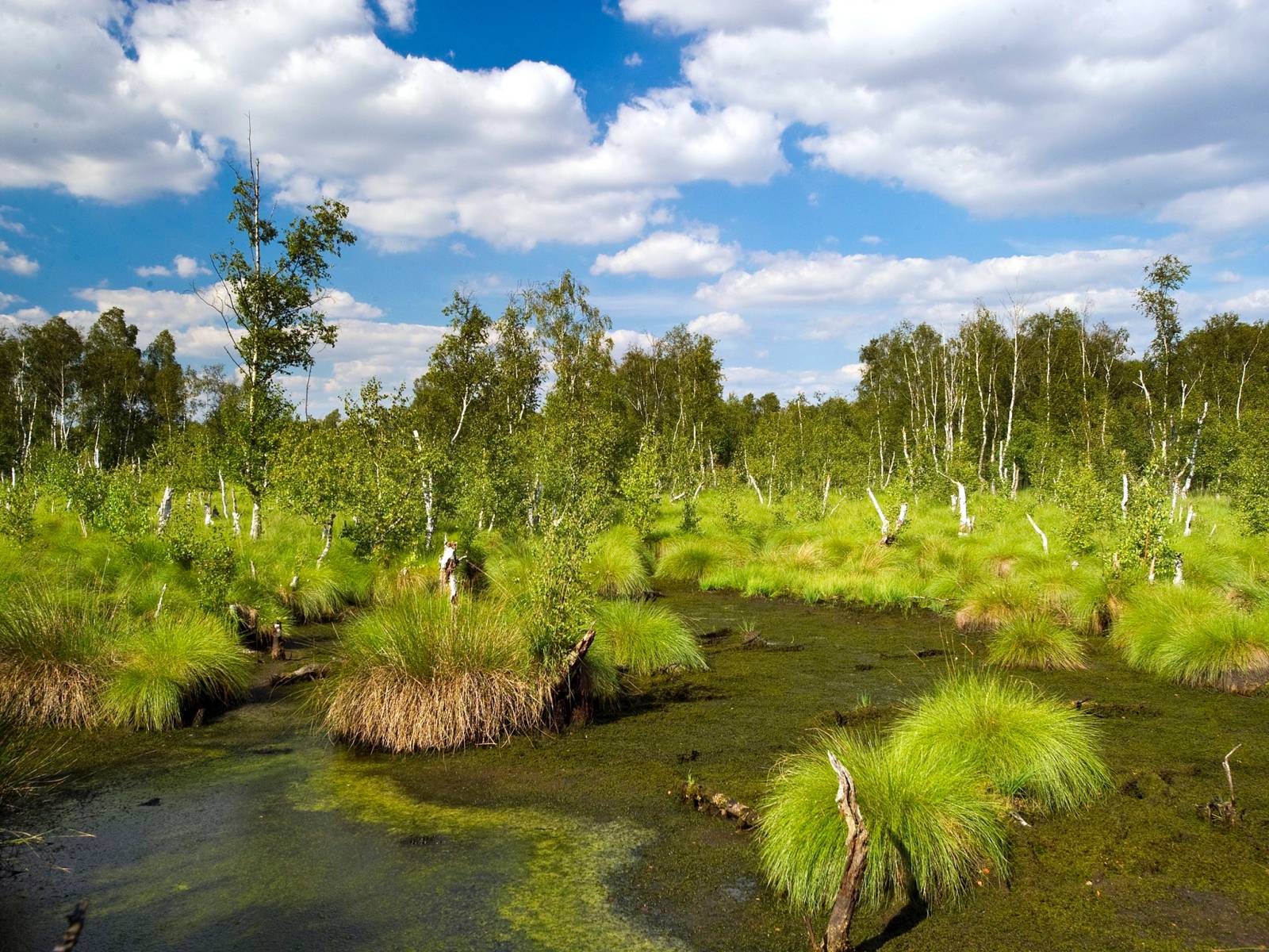 Moorlandschaft und blauer Himmel