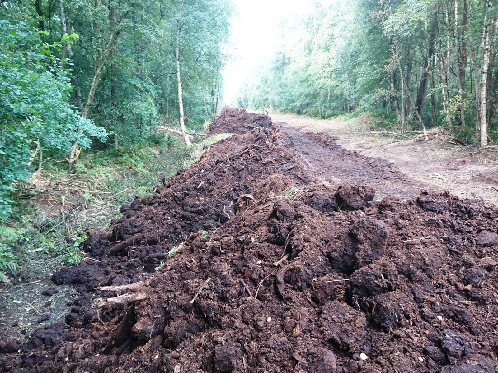 Entwässerungsgraben im Toten Moor