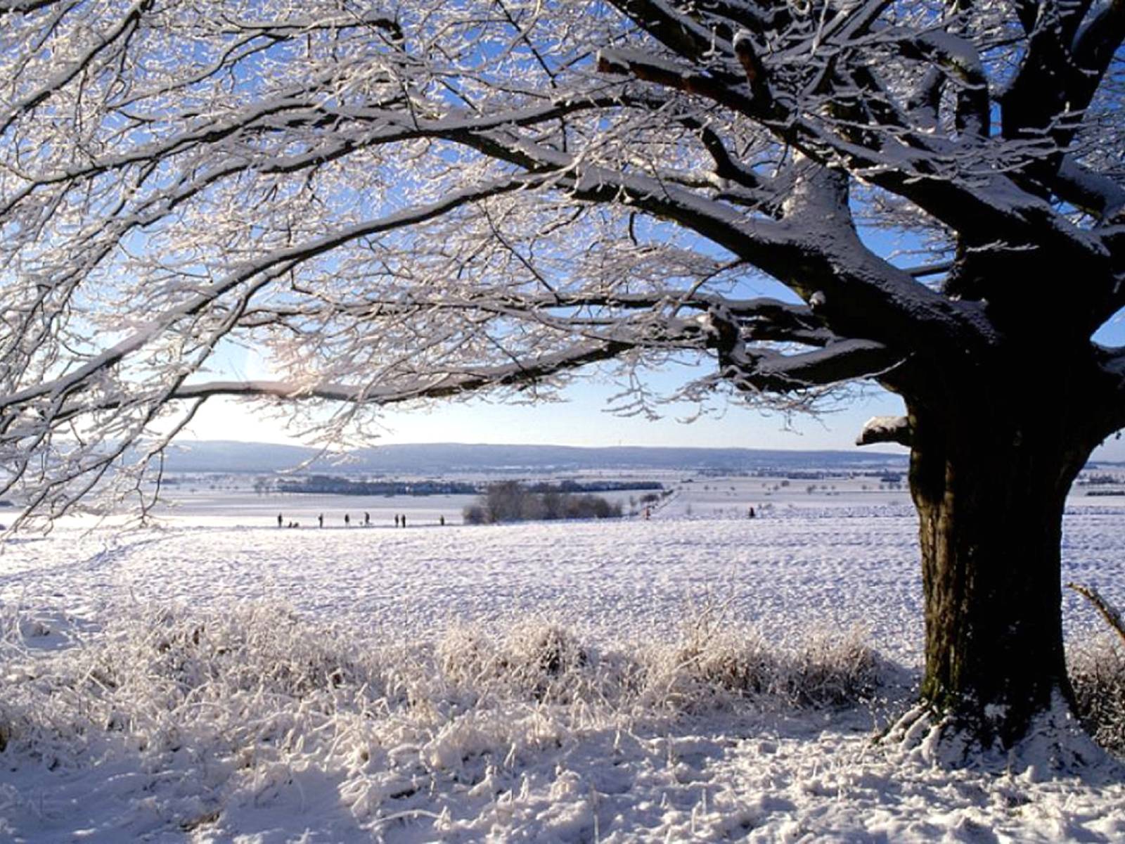 Ein Baum ist mit Schnee bedeckt, dahinter ist eine hügelige Winterlandschaft.