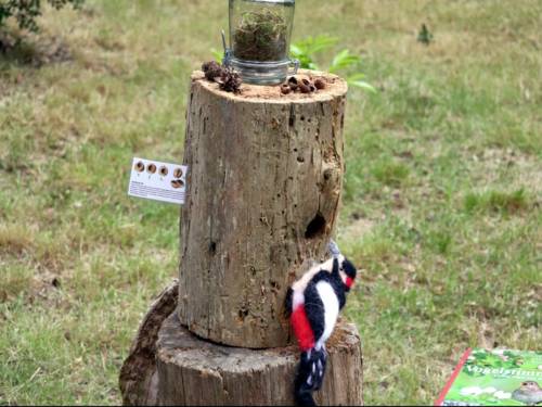 Ein Stofftier in Form eines Buntspechts an einem Baumstamm ohne Rinde. Das Holz ist löchrig.