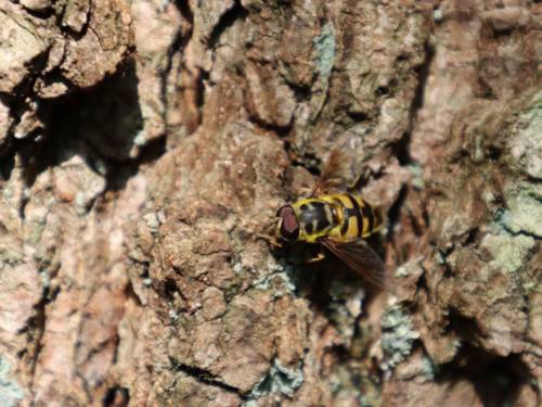Schwebfliege: Ein Insekt in den Farben Gelb und Schwarz auf der Borke eines Baums.