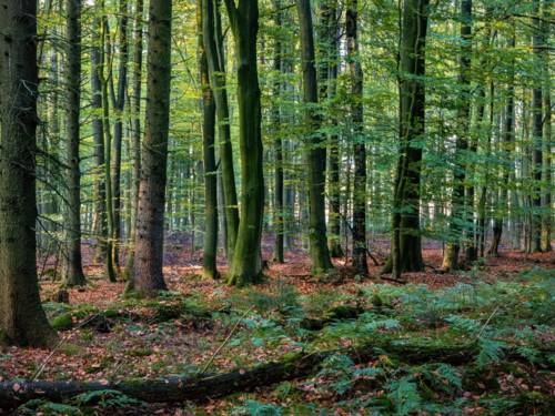 Blick in einen Mischwald.
