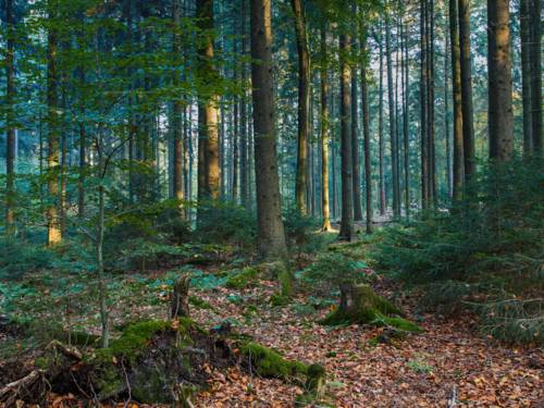 Fichten und einzelne Laubbäume bilden einen Bald, auch Totholz, modernde Baumstümpfe, sind zu erkennen.