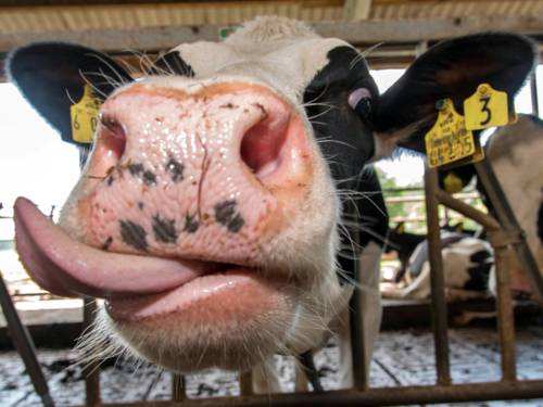 Eine Kuh schaut in die Kamera und streckt die Zunge aus dem Maul, in der Umgebung sind weitere Kühe.
