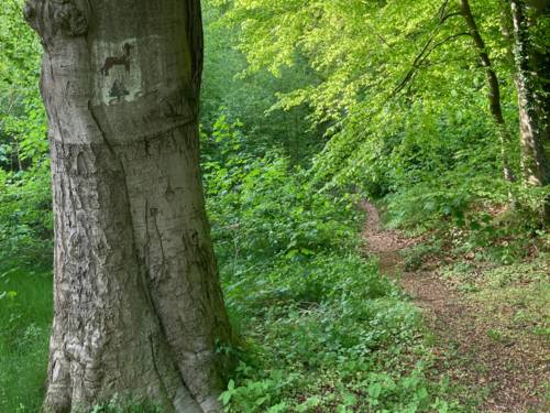Ein Weg führt durch einen Wald.
