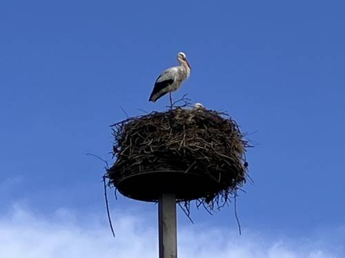 Ein Storch in einem Nest, das Nest steht auf einem hohen Metallpfeiler.