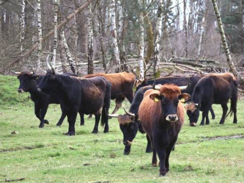 Eine besondere Rinderart mit langen Hörnern und zotteligen (Kopf-)Haaren grast auf einer Weide.