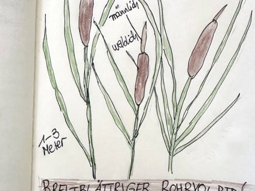 Rohrkolben gezeichnet und beschriftet