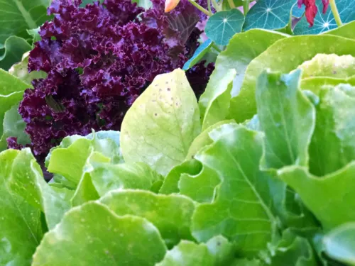 Verschiedene Blattsalate
