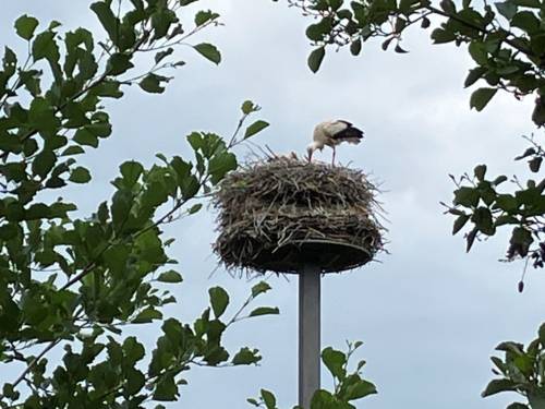 Ein Storch in einem Nest, das Nest steht auf einem hohen Metallpfeiler.