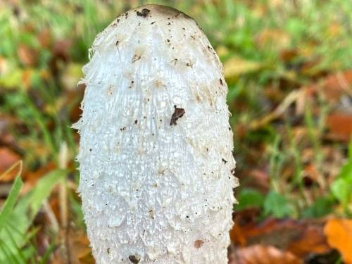 Ein ovaler, weißer, schuppiger Pilz kommt zwischen Herbstlauf aus dem Boden.