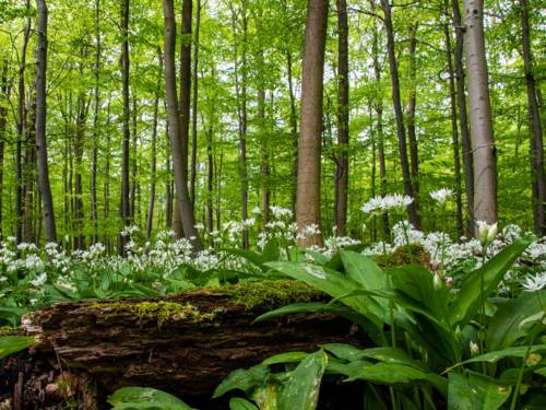 Blick über den Waldboden mit blühenden Pflanzen hin zu den Wipfeln von grünen Laubbäumen.