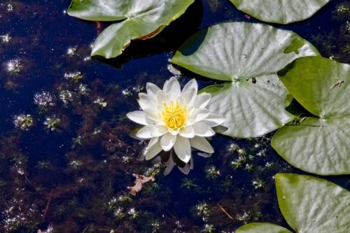 Seerose