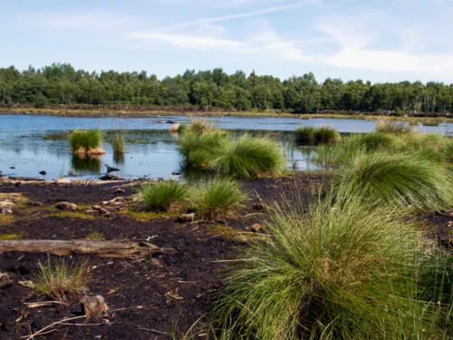 Moorlandschaft mit moorspezifischen Gr&auml;sern und anderen Pflanzen, der Boden ist feucht und torfhaltig.