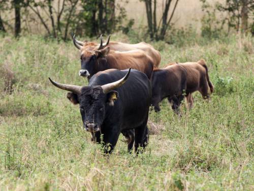 Fünf Bullen auf einer Wiese.