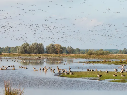 Graug&auml;nse und andere Zugv&ouml;gel schwimmen auf einer Wasserfl&auml;che, laufen an Land oder fliegen in der Luft.