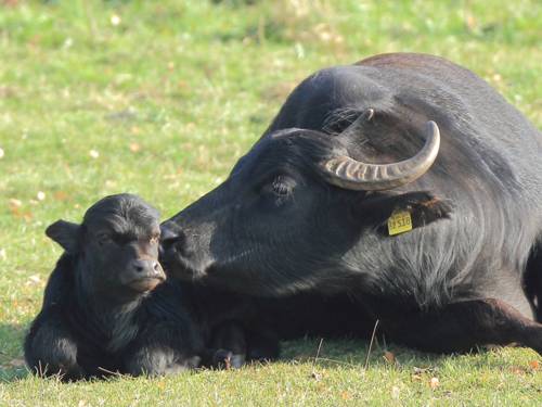 Wasserbüffelkuh mit Jungem auf einer Wiese liegend