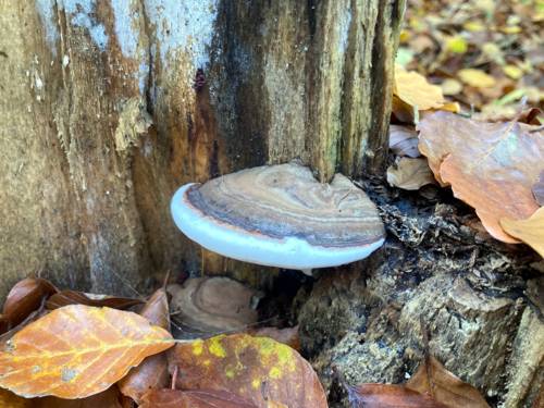 Ein bläulich schimmernder Pilz wächst knapp über dem Waldboden an einem Baumstamm ohne Rinde.