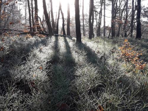 Gräser und Bäume sind von Raureif überzogen, im Spiel mit der Sonne im Gegenlicht entstehen interessante Schatten und Kontraste.