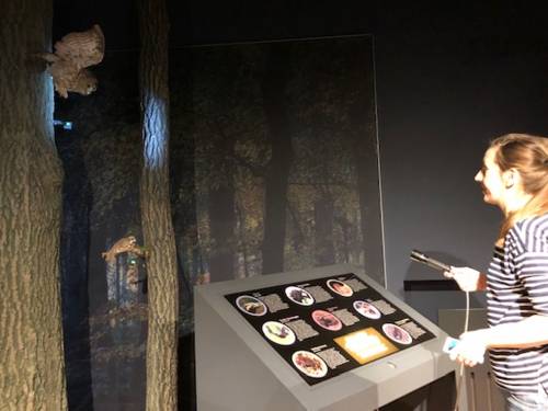 Eine Besucherin leuchtet mit einer Taschenlampe in den Ausstellungsbereich "Nachtwald" in der Infoscheune Steinhude und sucht nacht Tieren.