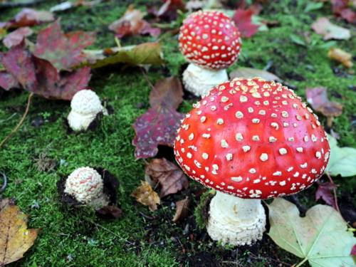 Fliegenpilz: Giftpilz mit weißem Stiel, darauf eine rote Kappe mit weißen Punkten.