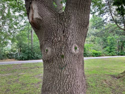 Baum mit einem Gesicht: zwei Astlöcher bilden die Augen, Moos und ein Blatt bilden Nase, und Mund. Außerdem bilden zwei Blätter die Pupillen in den Augen.