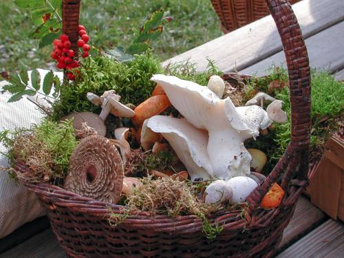 Pilze, Moos und Beeren in einem Weidenkorb.