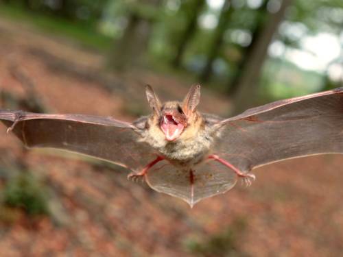 Eine Fledermaus fliegt mit ausgebreiteten Flügeln und aufgerissenem Maul im Wald.